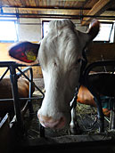 Our cow "Blume"